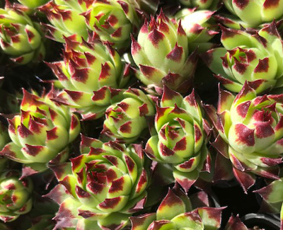 Sempervivum 'Sir William Lawrence'